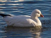 A2Z5693c  Ross's Goose (Chen rossii)